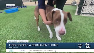 Pet of the Week: Buddy