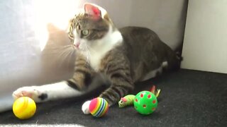 Give Me All My Toys