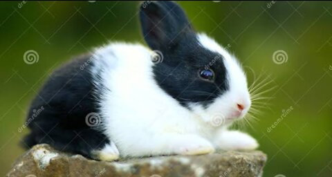 Cute rabbit 🐇 animals nature cute rabbit 🐇🐇