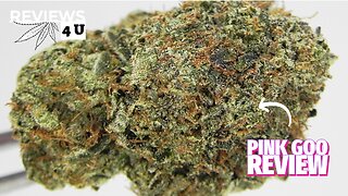 PINK GOO STRAIN REVIEW | THC REVIEWS 4 U - THEDDIESHACK