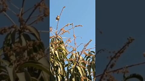 Birds of Kutch - Identify this bird by Whatsapp to +919998054731