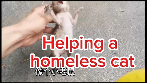 Helping homeless kittie