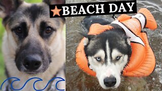 Beach Day | Dogs Go Swimming In a Lake