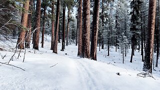 Postholing Past Pretty Ponderosa Pines! | 4K Winter Hiking Bandit Springs Sno-Park Prineville Oregon