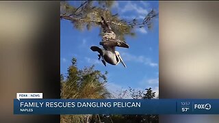 Family rescued dangling pelican