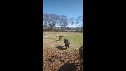 Baby bull calf on a sunny afternoon.