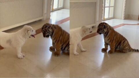 Cute Baby Puppie Vs Baby Tiger Fight