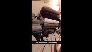 Unimpressed dog lets owner stack towels all over her