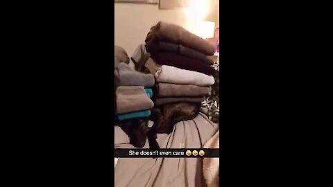 Unimpressed dog lets owner stack towels all over her