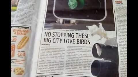 More creepy symbolism involving birds, flight, and kids in the Daily Telegraph