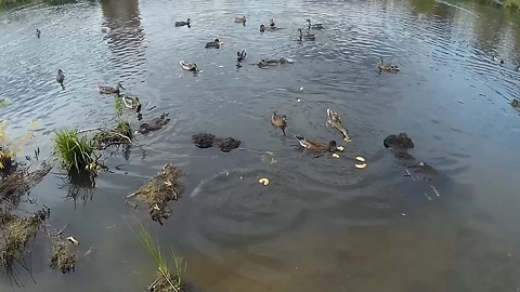 Ducks in the pond rivalry for bread