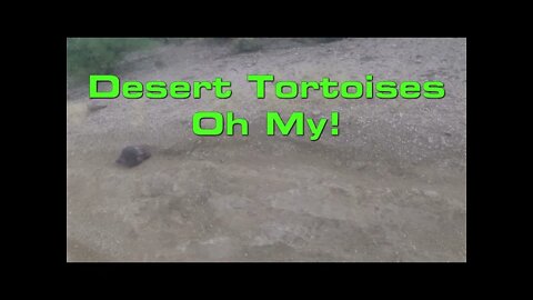 Desert Tortoises Oh My!