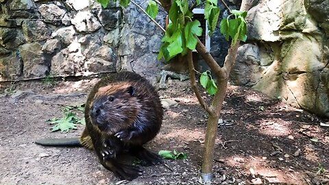 Beaver Aspen Cuts Down A Tree
