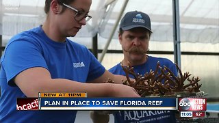 The Florida Aquarium grows coral to save reefs in the wild