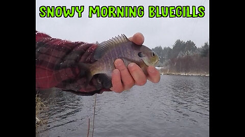 Snowy Morning Bluegills