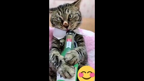 funny cat video trending video #trending