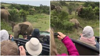 Filhote de elefante escorrega ao lado de turistas na África do Sul