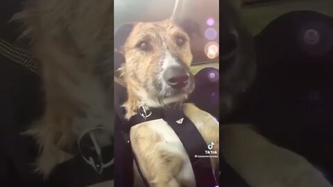 Cachorros aprendem a dirigir na Nova Zelândia