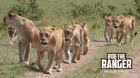 Lion Pride Exploring New Territory | Lalashe Maasai Mara Safari