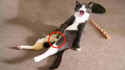 The Best Funny Cat Videos Of 2021 🐱/ Try Not To Laugh in This Video 😂 Super Laugh Time :D