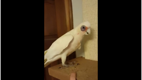 Naughty cockatoo damages cat's perch