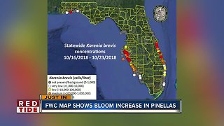 Red Tide: High concentrations increase offshore in Pinellas, Manatee and Sarasota Counties