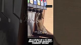 The Smartest Squirrel In Taco Bell Strikes Again #funnyanimals #funnyvideos #funnyshorts #shorts