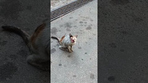 A injured cat, his nose bitten off in a cat fight. A sorry sight.