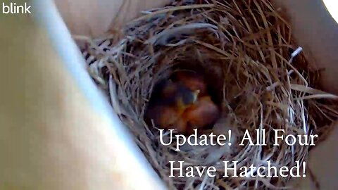 All Hatched!