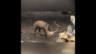 A male Ezo shika(Ezo deer/Hokkaido sika)