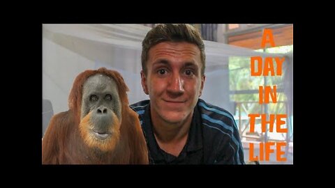 Working with Orangutans in Borneo - A Day In The Life.mp4