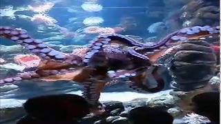 The big Octopus is performing his dance in the Aquarium