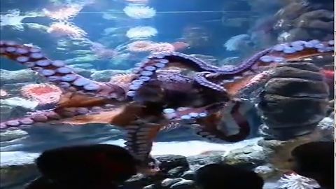 The big Octopus is performing his dance in the Aquarium