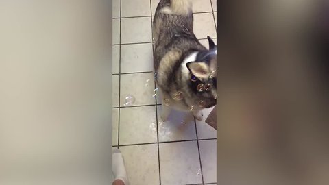 Dogs Love Bubbles