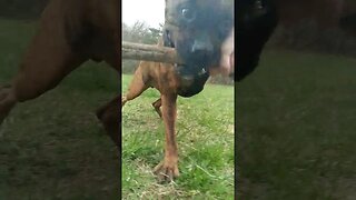 Training Chopz #boxer #petdog #dog #dogs #youtubeshorts #shorts #guarddog #protect #boxerdog #fetch