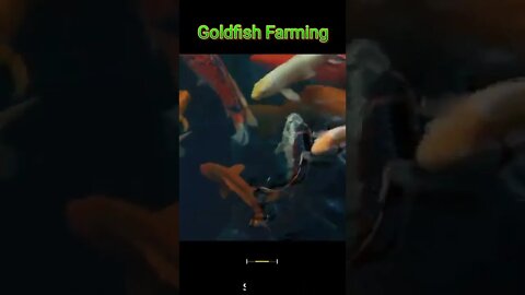 Goldfish Farming | Goldfish Breeding | Fishing