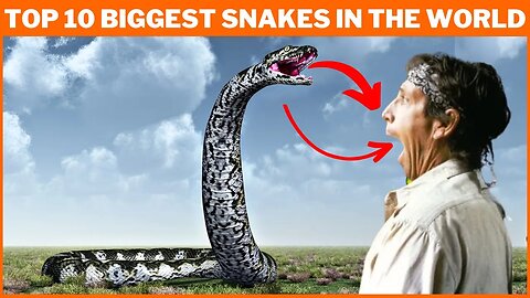 Top 10 Biggest Snakes in the World | The Biggest Snakes Ever Discovered | Animal Vised