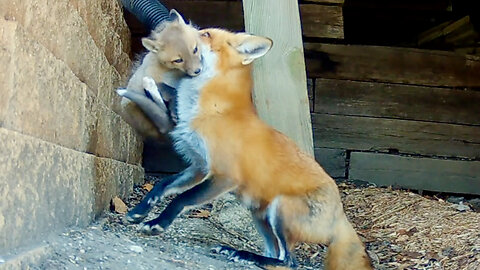 Fox Picks Up Pup, Jumps Over a Wall