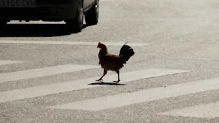 Voici pourquoi le poulet a traversé la route