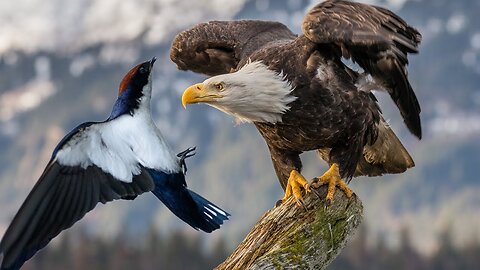 Swallow Bird Big Battle In The Sky Eagle - Swallow Bird Vs Eagle | Amazing Attack of Animals