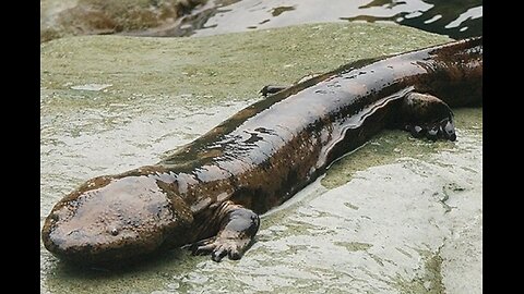 Cleaning and Grilling a Salamander