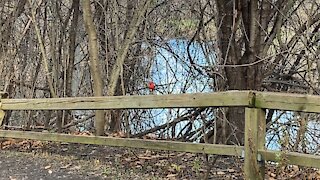 Cardinals at James Gardens Toronto