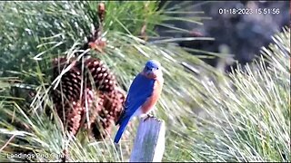 Eastern Bluebird on Nest Support 🌲 01/18/23 15:51
