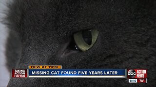 Family's missing cat found in Sarasota after disappearing from Ohio home five years ago