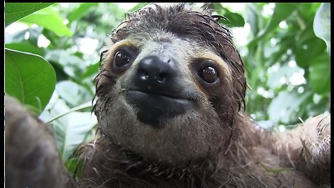 Baby Sloth Orphanage
