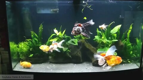 super beautiful goldfish in tank