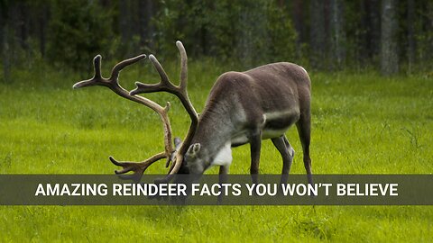 Reindeer Facts: Nature's Remarkable Creatures