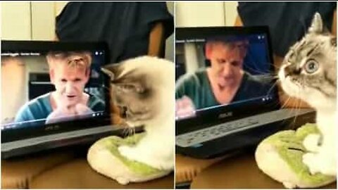 Cat learns to cook with Gordon Ramsay