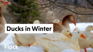 RAISING DUCKS in WINTER with Kingbird Farm — Ep 016