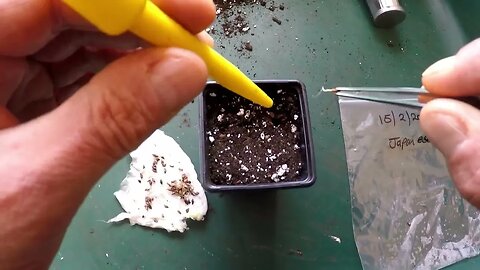 Larix kaempferi Japanese larch potting of germinated seeds